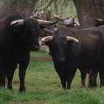 Bull Madrid