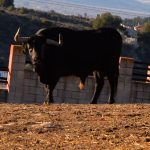 Tour to watch bullfighting bulls