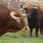 Watch bull Madrid