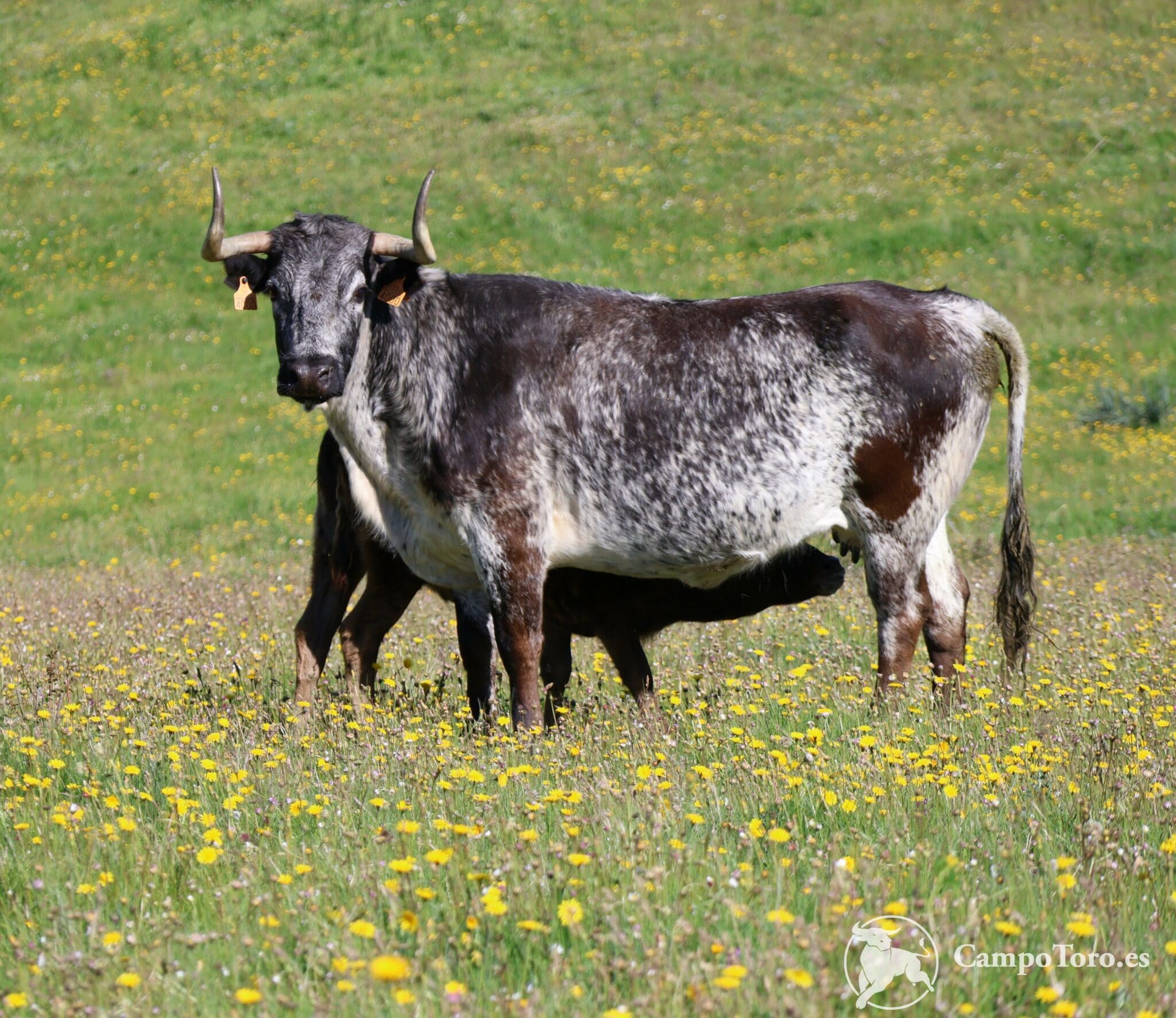 Visiter Un Levage De Taureaux De Combat Madrid Campotoro Es