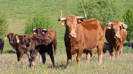 Bull ranch tour in Madrid