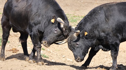 Visiting a fighting bull ranch in Madrid