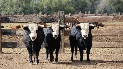 Bullfighting Madrid events