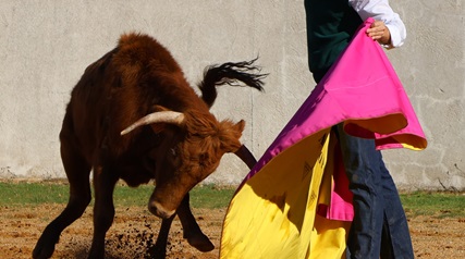 Madrid bullfighting experience