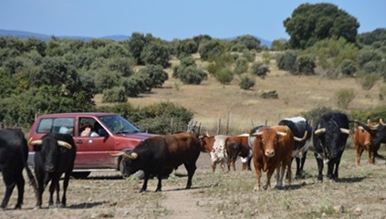 Visiting a fighting bull ranch in Madrid