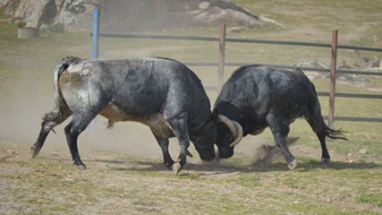 Bullfighting bulls fighting Madrid