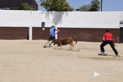 Like a bullfighter