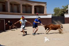 Ohhh Oh oh RUNNIG BULLS