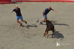 Well done! BABY BULL RUNNING