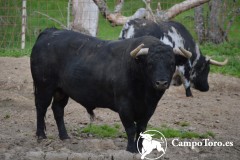 Visita a una ganaderia brava en Madrid