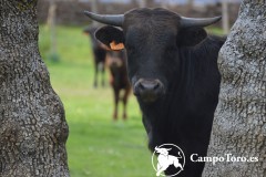 Baby bull fighting Madrid
