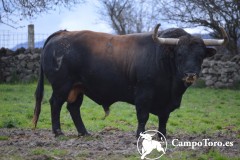 Brave bull ranch in Madrid