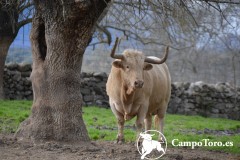Brave bull ranch visit