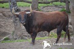 Campotoro brave bull ranch