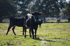 DSC_0321-copia-scaled