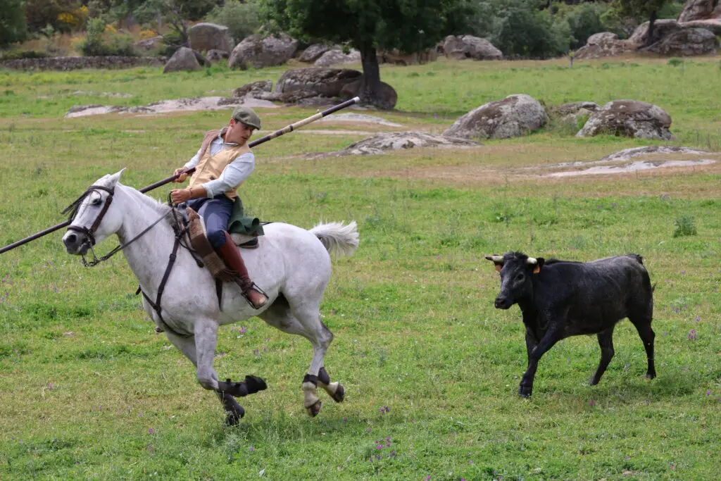 Madrid bull ridding