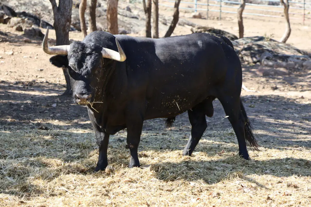 Spanish fighting bull