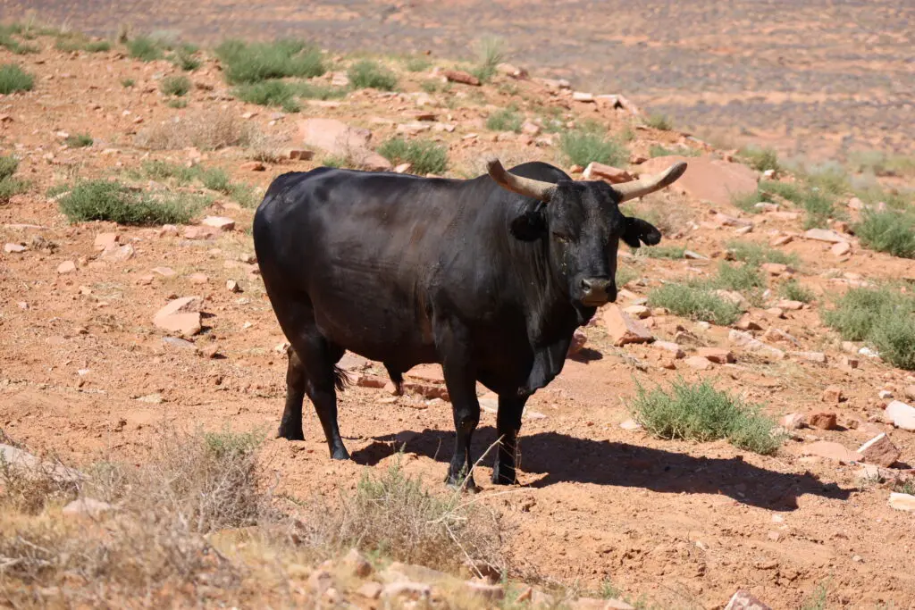 Rodeo Bull Madrid