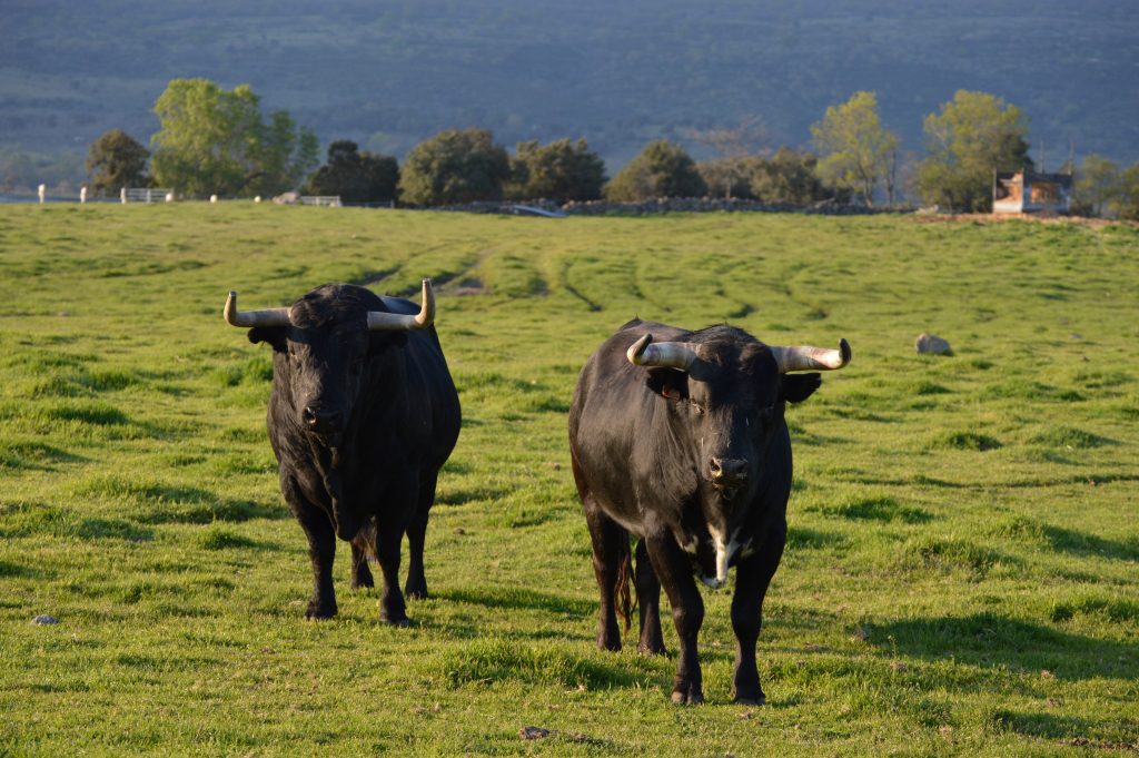 visit bull ranch