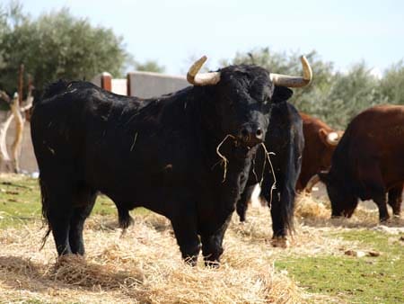 visit bull ranch Madrid