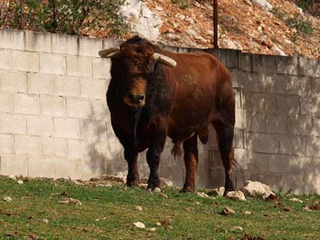 visit bull ranch