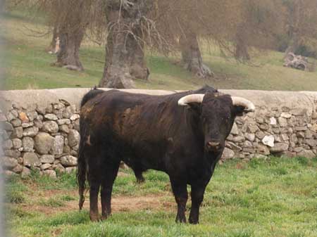 Visit a brave bull ranch in Madrid