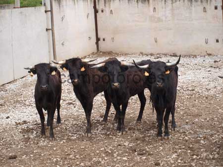 bull ranch