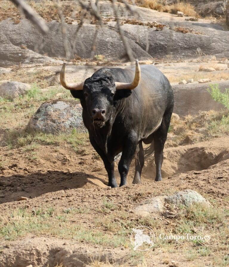 Bull Experience Madrid