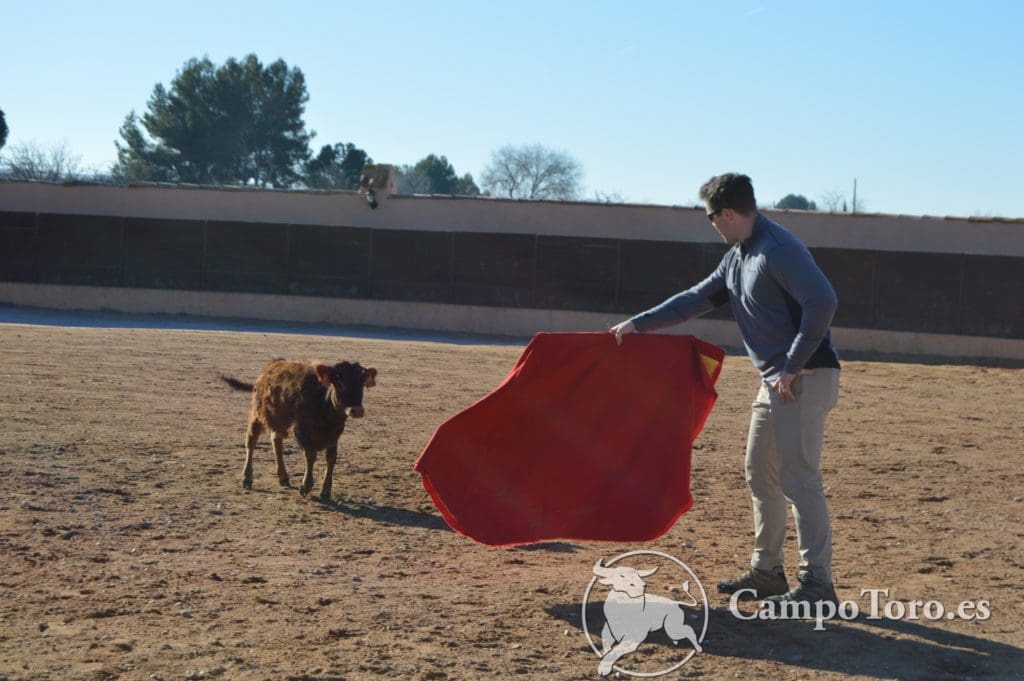 how to baby bull running