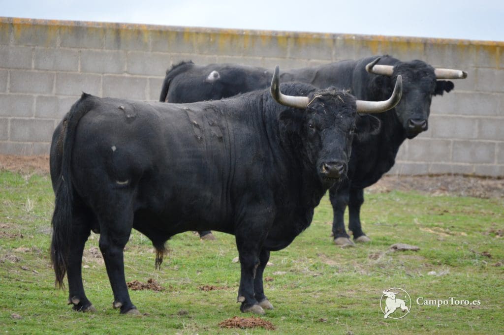Bullfight Madrid