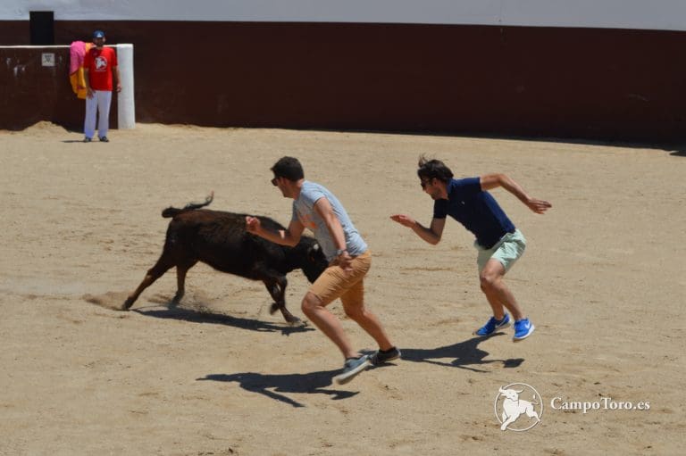 Madrid stag do ideas: Baby bull running Madrid