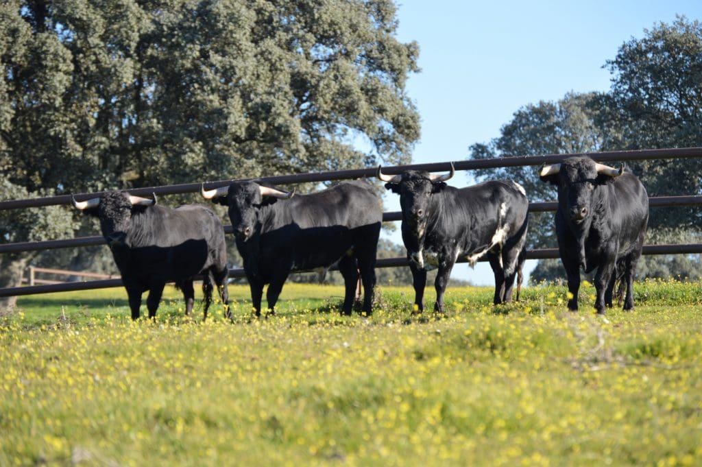 Madrid Fighting Bull Ranch Tour