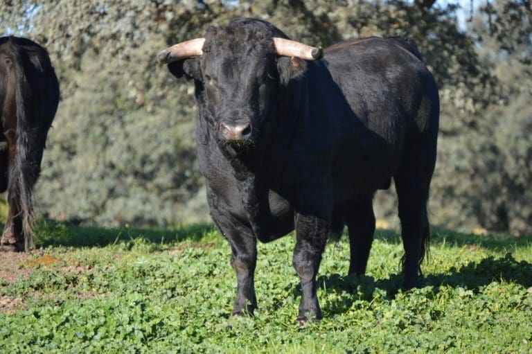 Madrid Bullfighting Experiences: Exploring a Fighting Bull Ranch in Madrid