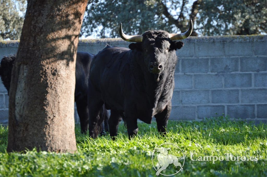 Madrid Bullfighting ranch