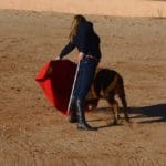 vacas para aficionados prácticos