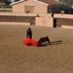 Madrid Bullfighting