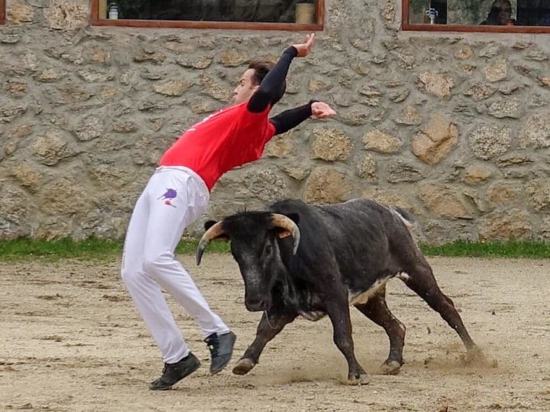Bull leaper Madrid