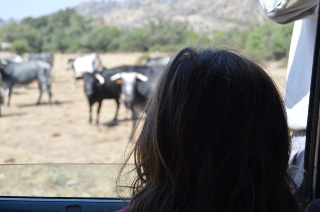 Madrid Bullfight experience