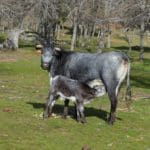 Brave bull ranch Madrid