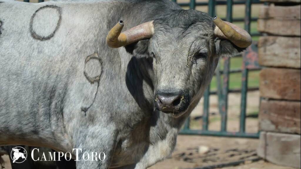 Bull ranch Madrid