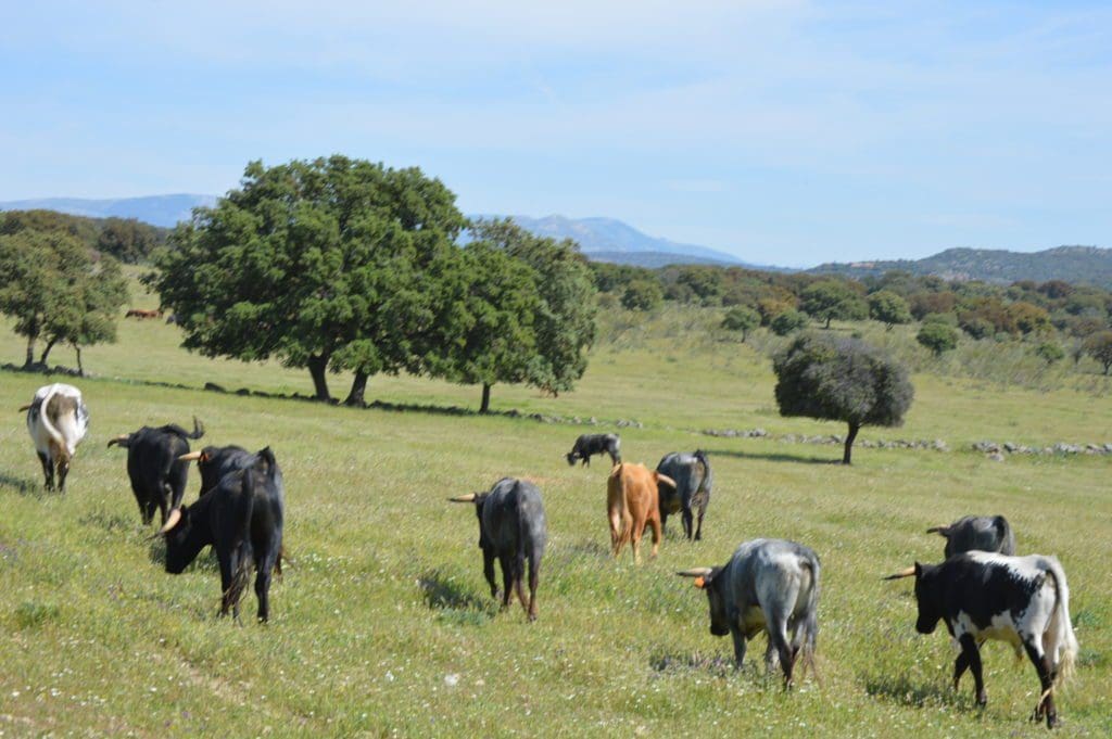 Fighting bull farm Madrid
