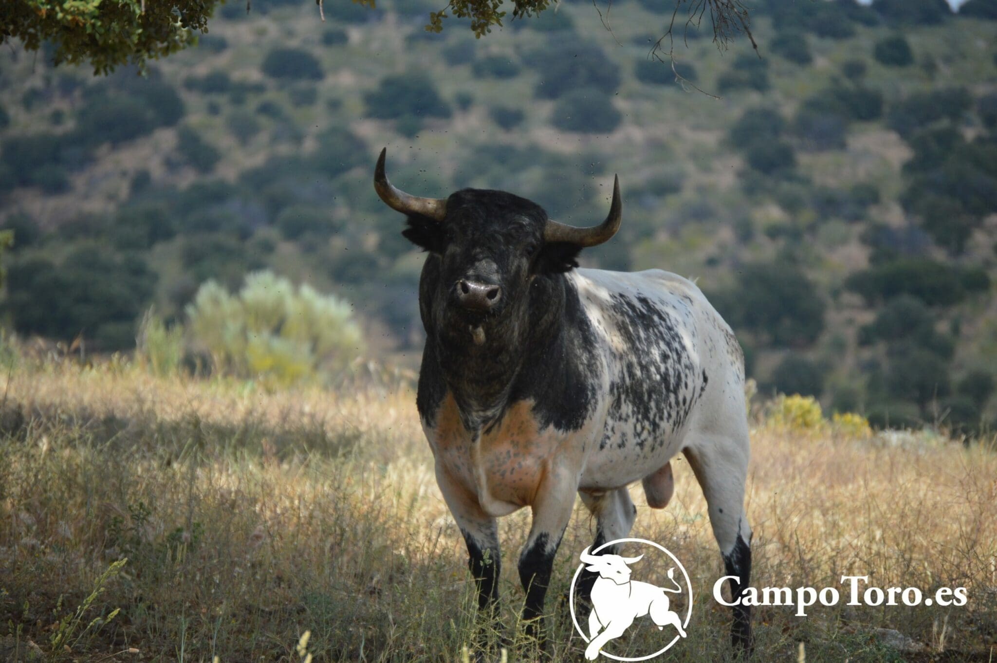 FAQ of bullfighting | CampoToro.es