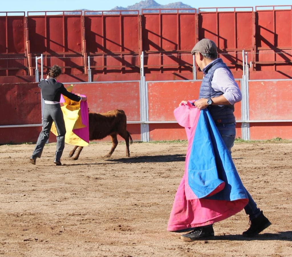 Bull running Madrid