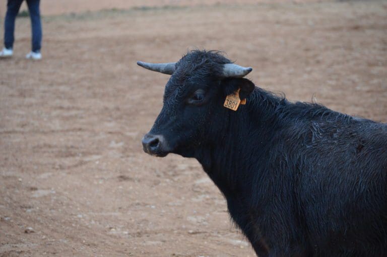 Madrid Stag do | Baby bull running 2025
