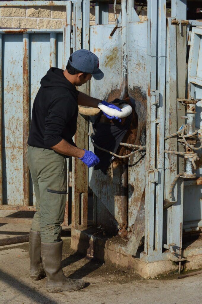 Enfundado de un toro bravo
