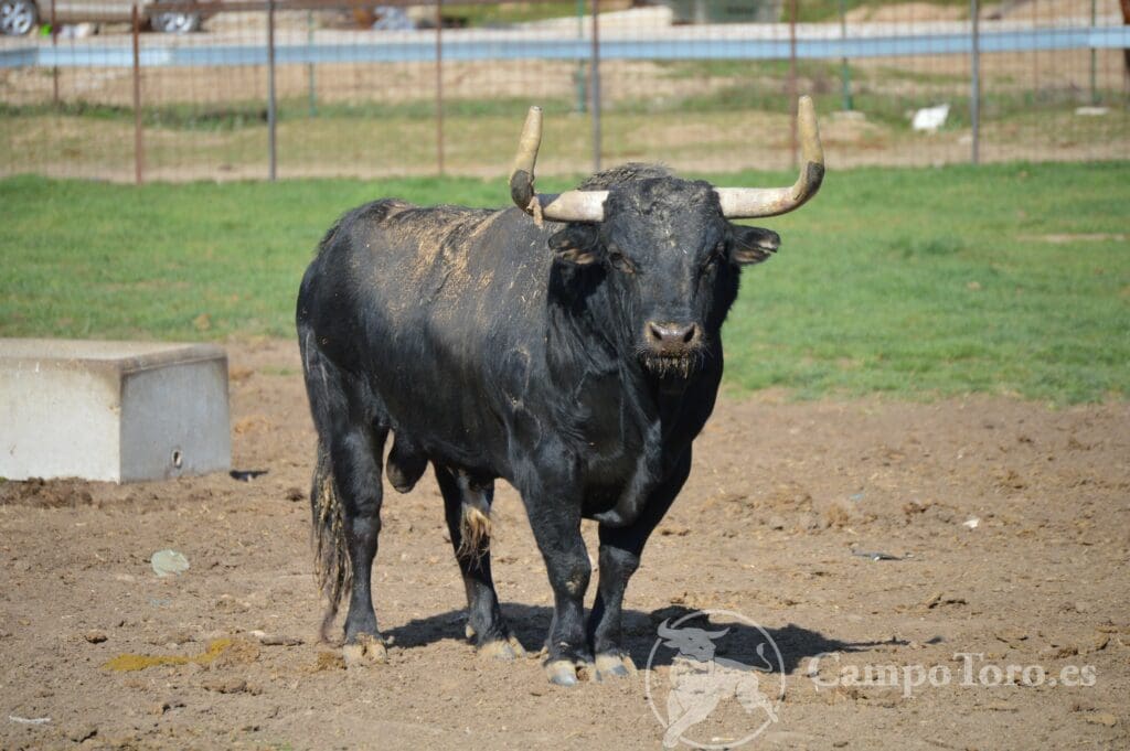 visita a ganaderias de toros bravos