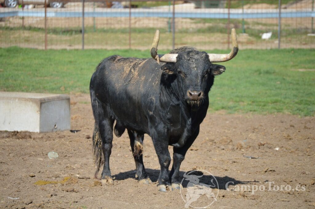 Visit brave bull ranch Madrid
