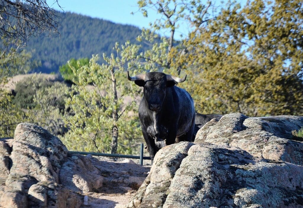 Toro en el campo Madrid