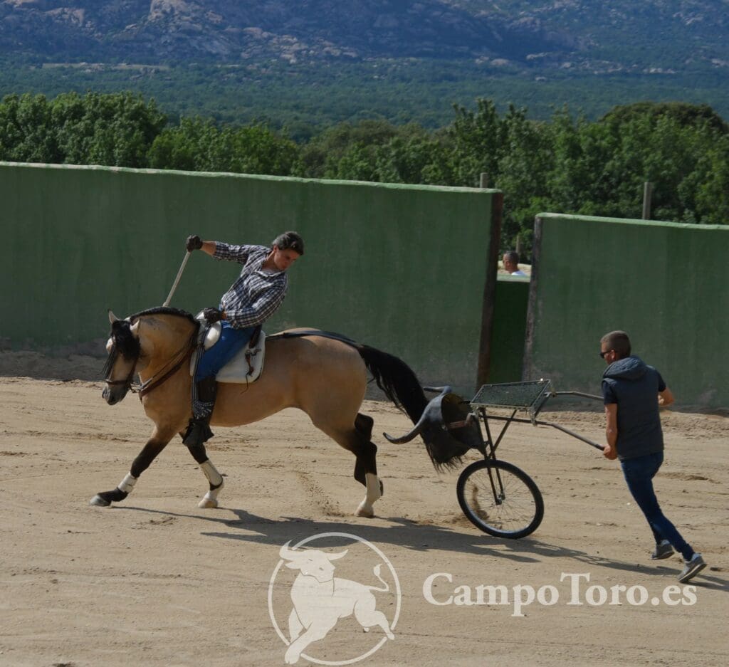 Horse Farm Bullfighting Madrid