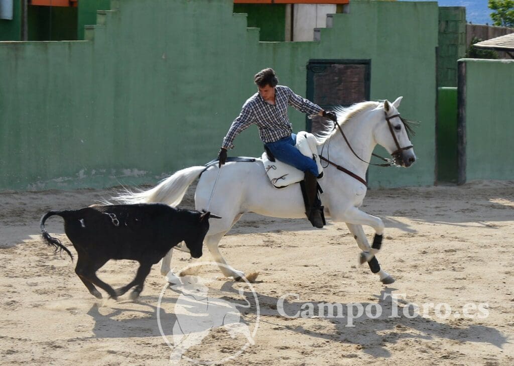 Horseback Bullfighting